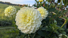 Load image into Gallery viewer, Sunkissed Dahlia Tuber - SNKS
