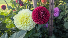 Load image into Gallery viewer, Sunkissed Dahlia Tuber - SNKS
