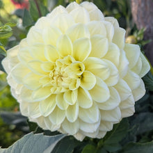 Load image into Gallery viewer, Sunkissed Dahlia Tuber - SNKS
