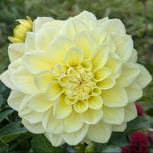 Load image into Gallery viewer, Sunkissed Dahlia Tuber - SNKS
