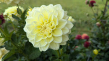 Load image into Gallery viewer, Sunkissed Dahlia Tuber - SNKS

