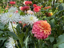 Load image into Gallery viewer, Wyn's Moonlight Sonata Dahlia Tuber - WNMS (LIMIT 1)
