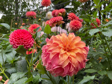 Load image into Gallery viewer, Wyn's Moonlight Sonata Dahlia Tuber - WNMS (LIMIT 1)
