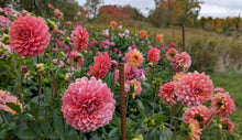 Load image into Gallery viewer, Apple Blossom (Double) Dahlia Tuber - APBD
