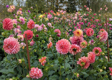 Load image into Gallery viewer, Apple Blossom (Double) Dahlia Tuber - APBD
