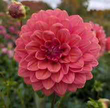 Load image into Gallery viewer, Apple Blossom (Double) Dahlia Tuber - APBD
