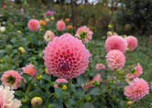 Load image into Gallery viewer, Linda's Baby Dahlia Tuber - LINB
