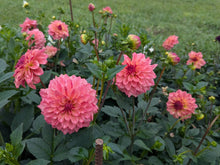 Load image into Gallery viewer, Van Isle Salish Sunset Dahlia Tuber - VISLSN
