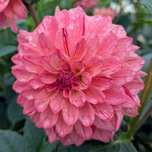 Load image into Gallery viewer, Van Isle Salish Sunset Dahlia Tuber - VISLSN
