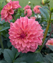 Load image into Gallery viewer, Van Isle Salish Sunset Dahlia Tuber - VISLSN
