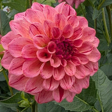 Load image into Gallery viewer, Van Isle Salish Sunset Dahlia Tuber - VISLSN
