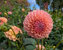 Load image into Gallery viewer, Linda's Baby Dahlia Tuber - LINB
