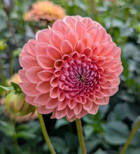 Load image into Gallery viewer, Linda's Baby Dahlia Tuber - LINB
