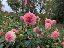 Load image into Gallery viewer, Linda's Baby Dahlia Tuber - LINB
