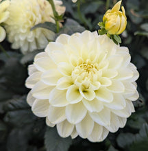 Load image into Gallery viewer, Caramel Antique Dahlia Tuber - CRAN
