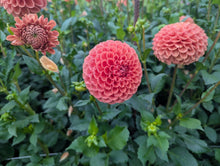 Load image into Gallery viewer, Jomanda Dahlia Tuber - JMND
