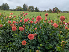 Load image into Gallery viewer, Jomanda Dahlia Tuber - JMND
