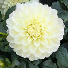 Load image into Gallery viewer, Caramel Antique Dahlia Tuber - CRAN
