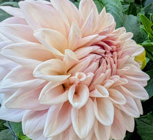 Load image into Gallery viewer, Natalie's Dress Dahlia Tuber - NATD (Limit 1)
