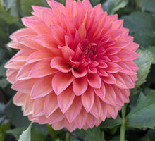 Load image into Gallery viewer, Scaur Swinton Dahlia Tuber - SCSW

