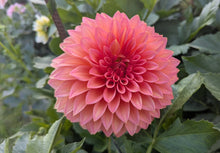 Load image into Gallery viewer, Scaur Swinton Dahlia Tuber - SCSW

