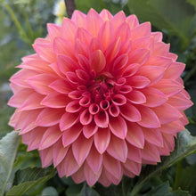 Load image into Gallery viewer, Scaur Swinton Dahlia Tuber - SCSW
