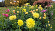 Load image into Gallery viewer, Colwood Anne Dahlia Tuber - CLWA (5 Pack)
