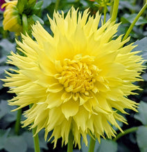 Load image into Gallery viewer, Colwood Anne Dahlia Tuber - CLWA (5 Pack)
