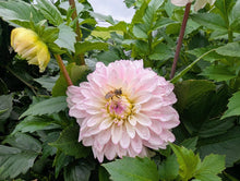 Load image into Gallery viewer, Tahoma Stellar Fellar Dahlia Tuber - THSTFL
