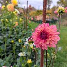 Load image into Gallery viewer, Bacardi Dahlia Tuber - BCD
