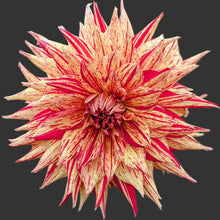 Load image into Gallery viewer, Van Isle Spitfire Dahlia Tuber - VISPIT
