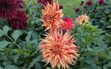 Load image into Gallery viewer, Van Isle Spitfire Dahlia Tuber - VISPIT
