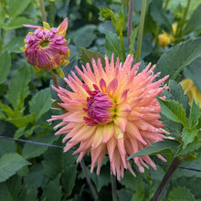Load image into Gallery viewer, Van Isle Pacifica Dahlia Tuber - VIPCF
