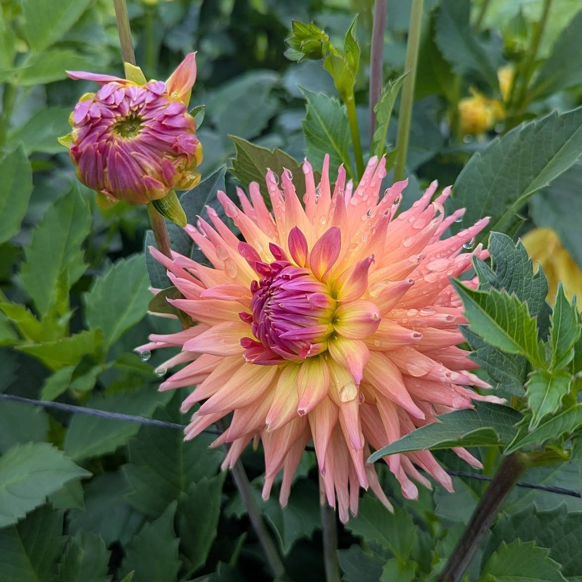 Van Isle Pacifica Dahlia Tuber - VIPCF – Deva's Gardens