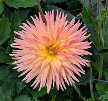Load image into Gallery viewer, Van Isle Pacifica Dahlia Tuber - VIPCF
