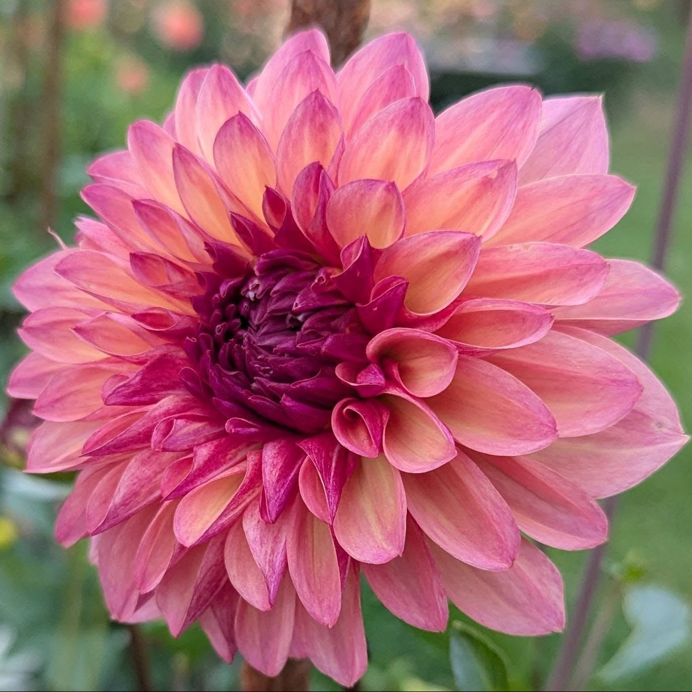 Bacardi Dahlia Tuber - BCD – Deva's Gardens