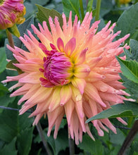 Load image into Gallery viewer, Van Isle Pacifica Dahlia Tuber - VIPCF
