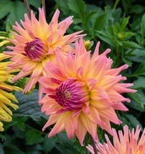 Load image into Gallery viewer, Van Isle Pacifica Dahlia Tuber - VIPCF
