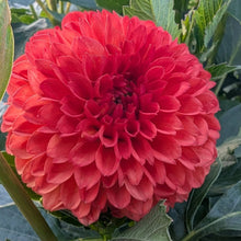 Load image into Gallery viewer, Mardy Gras Dahlia Tuber - MDGR
