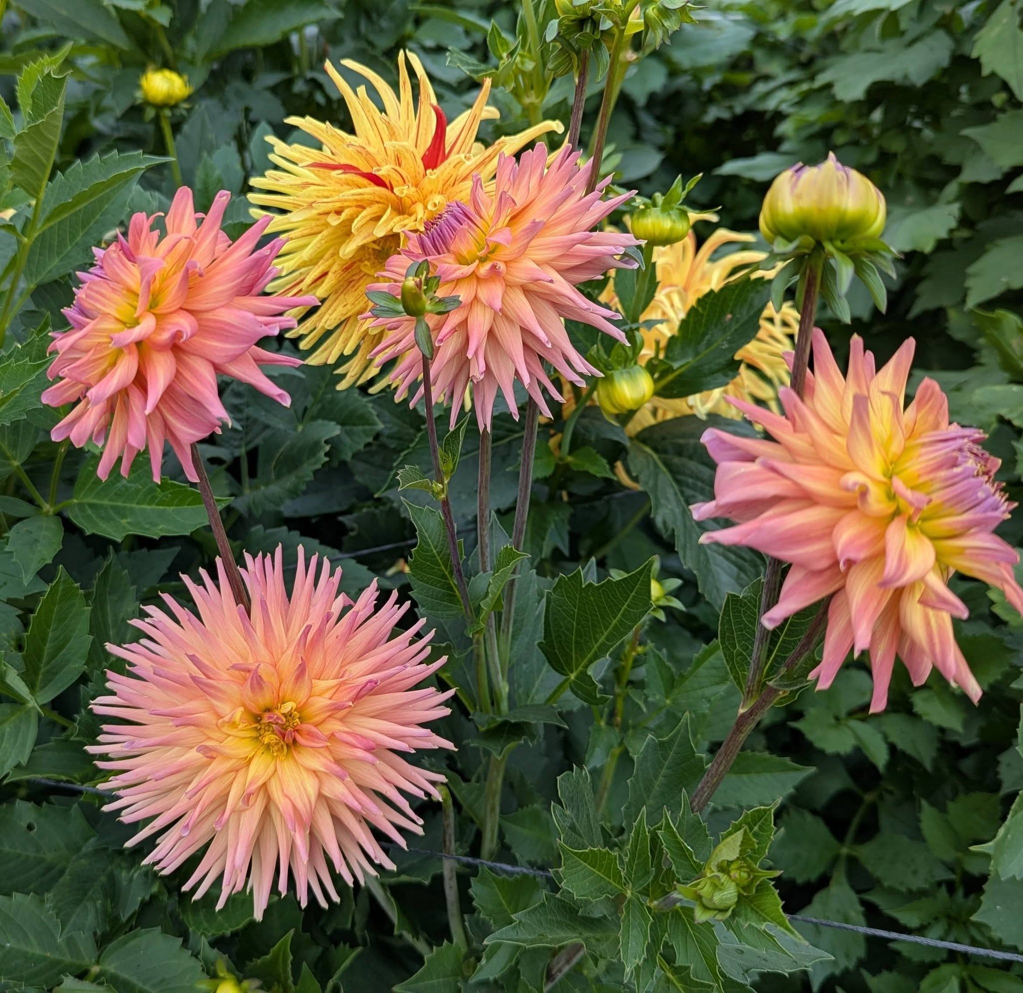 Van Isle Pacifica Dahlia Tuber - VIPCF – Deva's Gardens