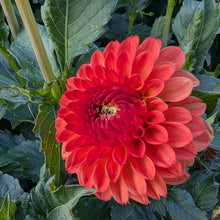 Load image into Gallery viewer, Mardy Gras Dahlia Tuber - MDGR
