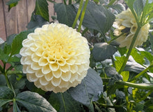 Load image into Gallery viewer, Creamy Dahlia Tuber - CRM
