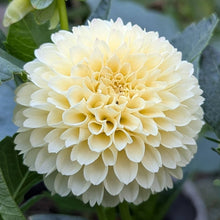 Load image into Gallery viewer, Creamy Dahlia Tuber - CRM
