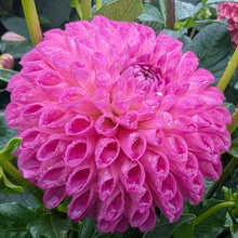 Load image into Gallery viewer, Skipley Lois Jean Dahlia Tuber - SKLJ
