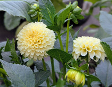Load image into Gallery viewer, Creamy Dahlia Tuber - CRM
