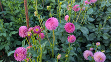 Load image into Gallery viewer, Skipley Lois Jean Dahlia Tuber - SKLJ
