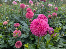 Load image into Gallery viewer, Skipley Lois Jean Dahlia Tuber - SKLJ
