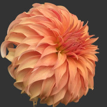 Load image into Gallery viewer, Bloomquist Jean Dahlia Tuber - BLQJ
