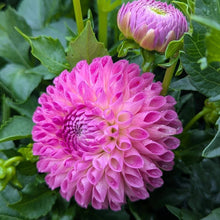 Load image into Gallery viewer, Skipley Lois Jean Dahlia Tuber - SKLJ
