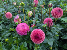 Load image into Gallery viewer, Skipley Lois Jean Dahlia Tuber - SKLJ

